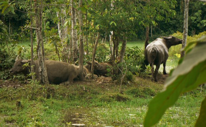 Mekong river cruise in Laos