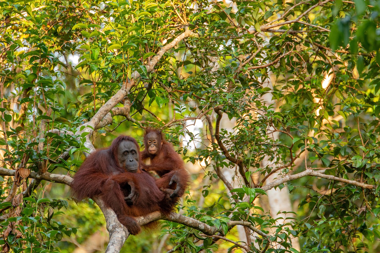 Kalimantan Orangutan Explorer by Houseboat